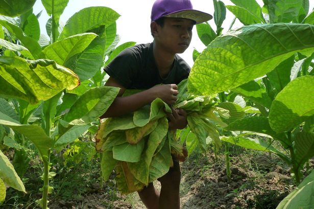 United States of Tobacco: il lavoro insalubre dei bambini USA ...